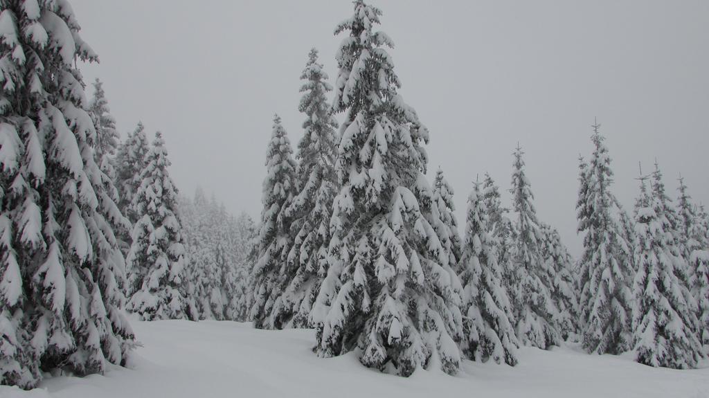 Fewo Harz Haennig 1 Wieda Exteriér fotografie